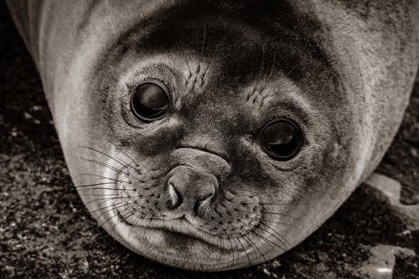 The eyes of an Southern baby Elephant seal (Mirounga leonina)