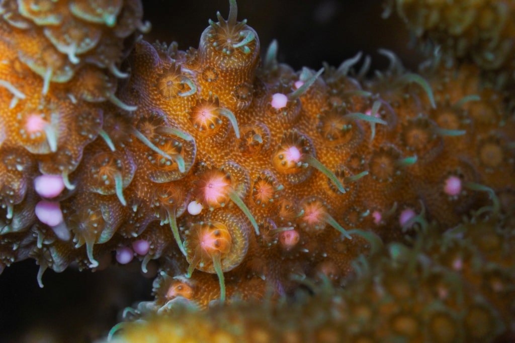 SkyReefPhoto - Coral Spawning